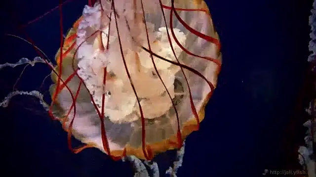 Snapshot of streamy_test13 chatting on 12-20-24, 01:11 streamy test13 online show from 12-20-24, 01:11