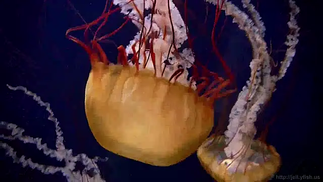 Snapshot of streamy_test13 chatting on 01-03-25, 08:10 streamy test13 online show from 01-03-25, 08:10