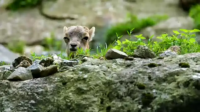 Snapshot of streamy_test13 chatting on 02-21-25, 04:26 streamy test13 online show from 02-21-25, 04:26