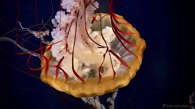 Snapshot of streamy_test13 chatting on 03-07-25, 08:13 streamy test13 online show from 03-07-25, 08:13