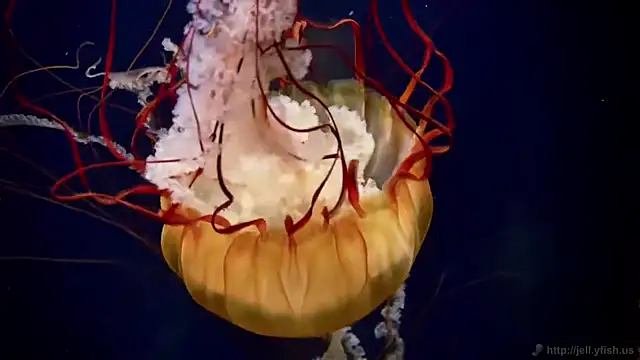 Snapshot of streamy_test13 chatting on 09-09-25, 08:25 streamy test13 online show from 09-09-25, 08:25