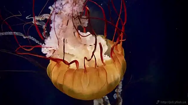 streamy test15 online show from 12-02-24, 08:09