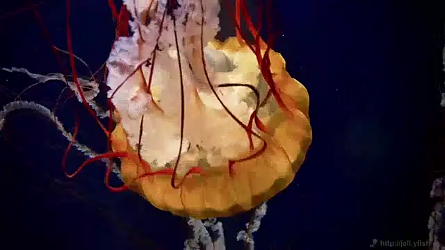 streamy test15 online show from 12-04-24, 08:23