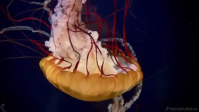 streamy test15 online show from 09-19-25, 10:16