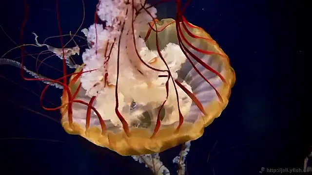 streamy test15 online show from 11-06-25, 02:51