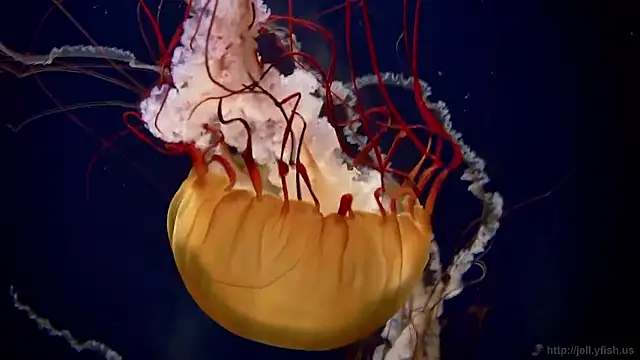 streamy test15 online show from 11-19-25, 09:53