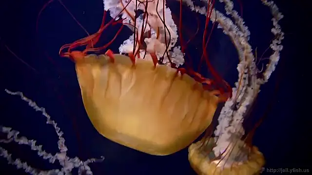 streamy test15 online show from 01-16-26, 09:13