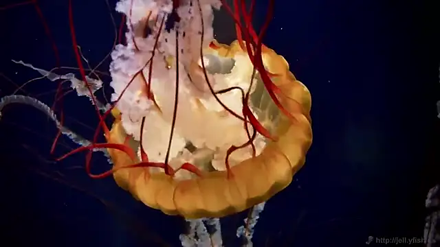 streamy test15 online show from 02-04-26, 10:43