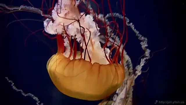 streamy test15 online show from 03-03-26, 05:08