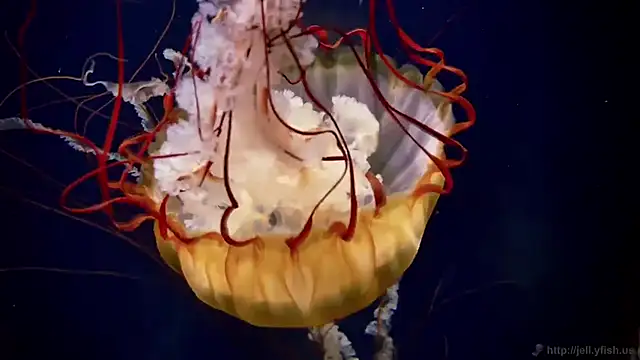 streamy test15 online show from 03-05-26, 10:44