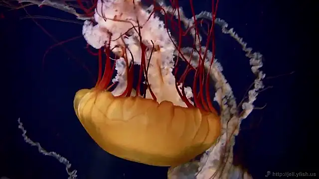 streamy test15 online show from 03-20-26, 08:52