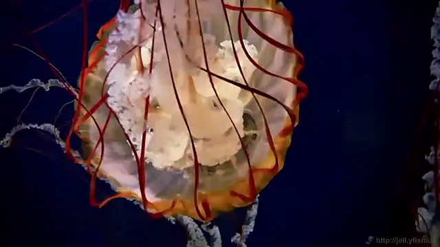 streamy test15 online show from 03-27-26, 07:47