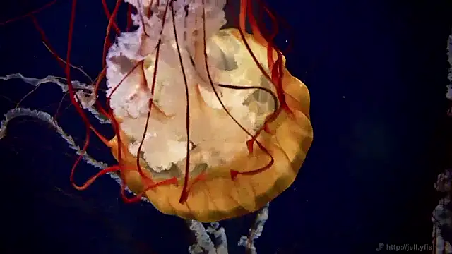 streamy test15 online show from 04-02-26, 10:57