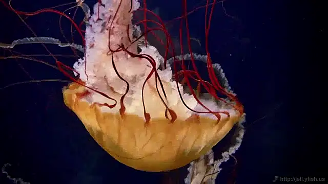 streamy test15 online show from 04-06-26, 12:50