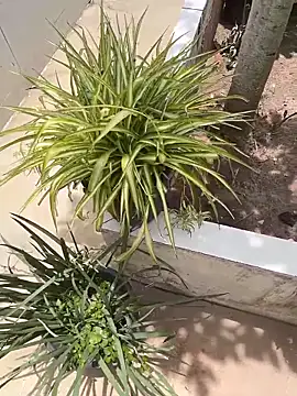 Snapshot of king_cum_ chatting on 02-12-26, 02:34 king cum online show from 02-12-26, 02:34