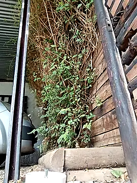 slimmydaddy69 online show from 04-19-26, 07:51