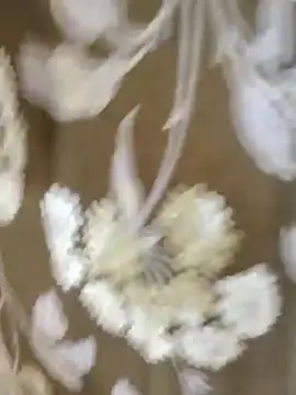 Raat ki rani  online show from 01-04-25, 05:05