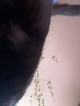 Snapshot of -Sexy_Barbie- chatting on 10-11-25, 02:33 -Sexy Barbie- online show from 10-11-25, 02:33