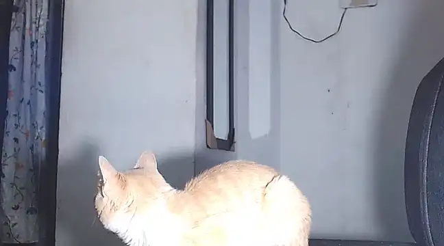 Snapshot of sofi_doll77 chatting on 03-01-25, 10:53 sofi doll77 online show from 03-01-25, 10:53