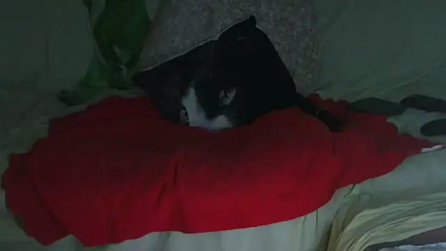 VeneRed online show from 09-23-25, 09:51