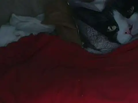 VeneRed online show from 10-12-25, 07:57