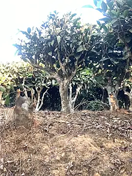 ShroveRising online show from 01-17-26, 10:20