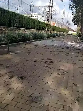 Snapshot of mehdi-l7away chatting on 03-09-26, 03:05 mehdi-l7away online show from 03-09-26, 03:05