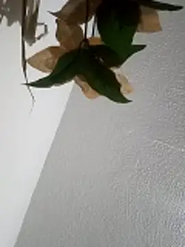 Naomy veracruz  online show from 04-11-26, 10:19