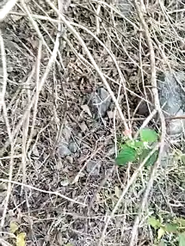 Guru2 online show from 01-26-25, 02:03