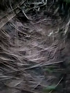 Guru2 online show from 01-29-25, 01:17