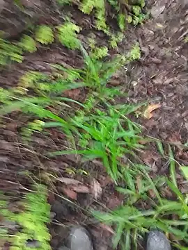 Snapshot of paugrosso553 chatting on 03-19-26, 07:51 paugrosso553 online show from 03-19-26, 07:51