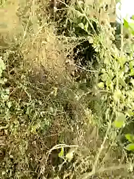 Snapshot of himvilohi08 chatting on 01-08-26, 04:15 himvilohi08 online show from 01-08-26, 04:15