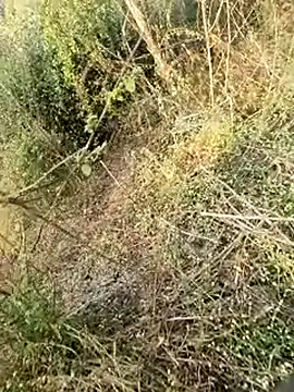 Snapshot of himvilohi08 chatting on 02-11-26, 03:11 himvilohi08 online show from 02-11-26, 03:11