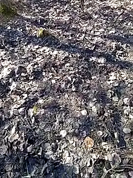 Snapshot of DawidSpandel chatting on 03-16-25, 09:49 DawidSpandel online show from 03-16-25, 09:49