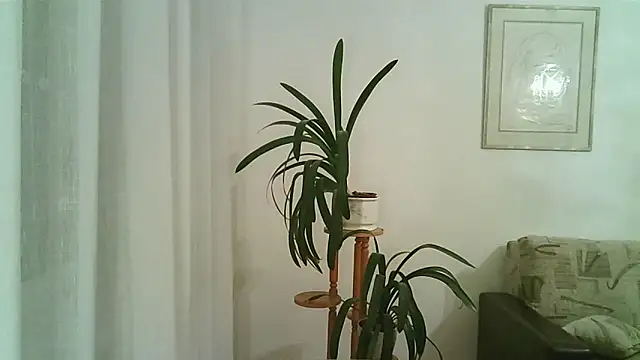 Dartanjanas13 online show from 11-28-25, 08:11