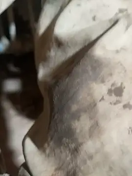 Snapshot of ParousFlow chatting on 10-15-25, 09:37 ParousFlow online show from 10-15-25, 09:37