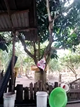 Snapshot of BigBoobs186 chatting on 10-18-25, 03:09 BigBoobs186 online show from 10-18-25, 03:09