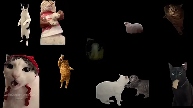 Snapshot of ch0wn_m chatting on 11-19-25, 12:38 ch0wn m online show from 11-19-25, 12:38