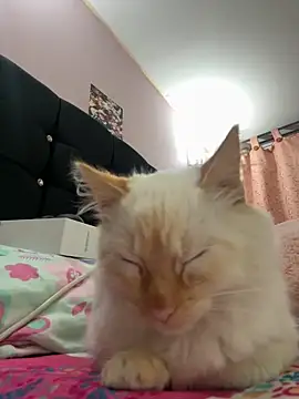 Snapshot of saranghae_ chatting on 11-11-25, 03:50 saranghae online show from 11-11-25, 03:50