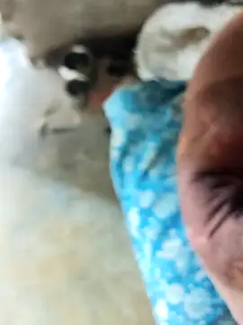 Snapshot of INTERNATIONAL0001 chatting on 12-03-25, 03:03 INTERNATIONAL0001 online show from 12-03-25, 03:03