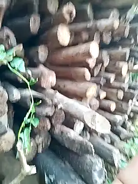 July-Asian online show from 04-16-26, 09:54