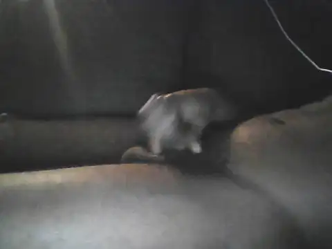 Bigcockjamaican876 online show from 10-19-25, 04:46