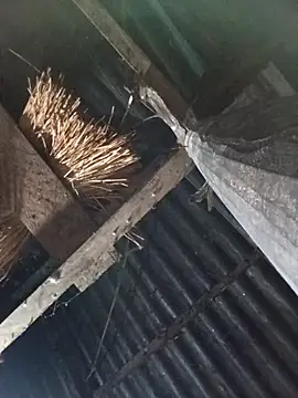  Helala  online show from 10-17-25, 11:07