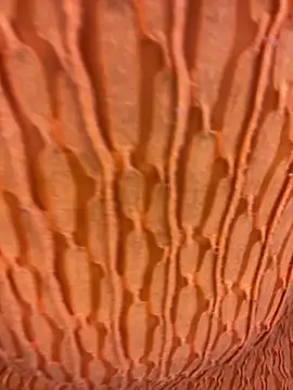 Snapshot of Ebony_Warlock_ chatting on 11-15-25, 10:01 Ebony Warlock online show from 11-15-25, 10:01