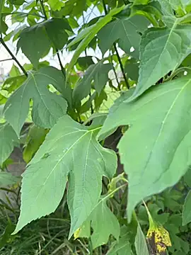 magraocam online show from 04-09-26, 04:56