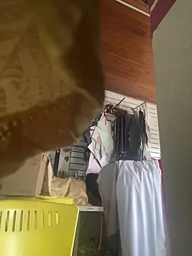 XBODTRIIPX online show from 03-07-26, 08:50