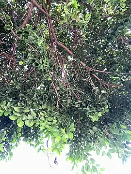 Boy hot- online show from 02-20-26, 08:09