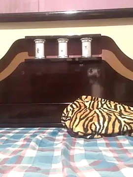 Cachorrinha2025 online show from 11-13-25, 08:30