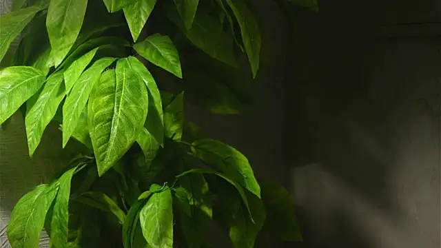 WaiMarxen online show from 09-19-25, 11:22