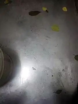 telugumodda4396 online show from 11-13-25, 09:30